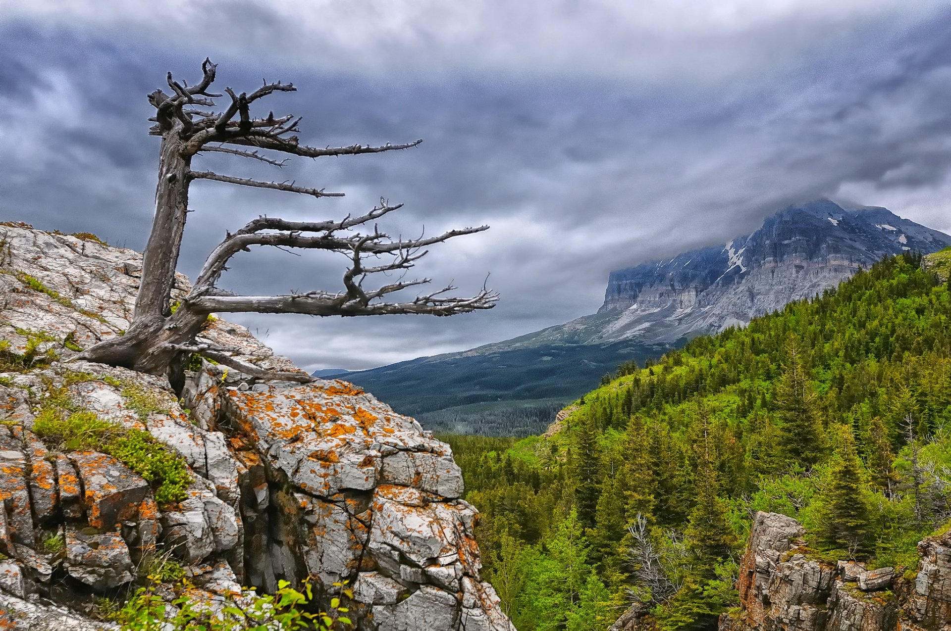 park narodowy glacier góry drewno las