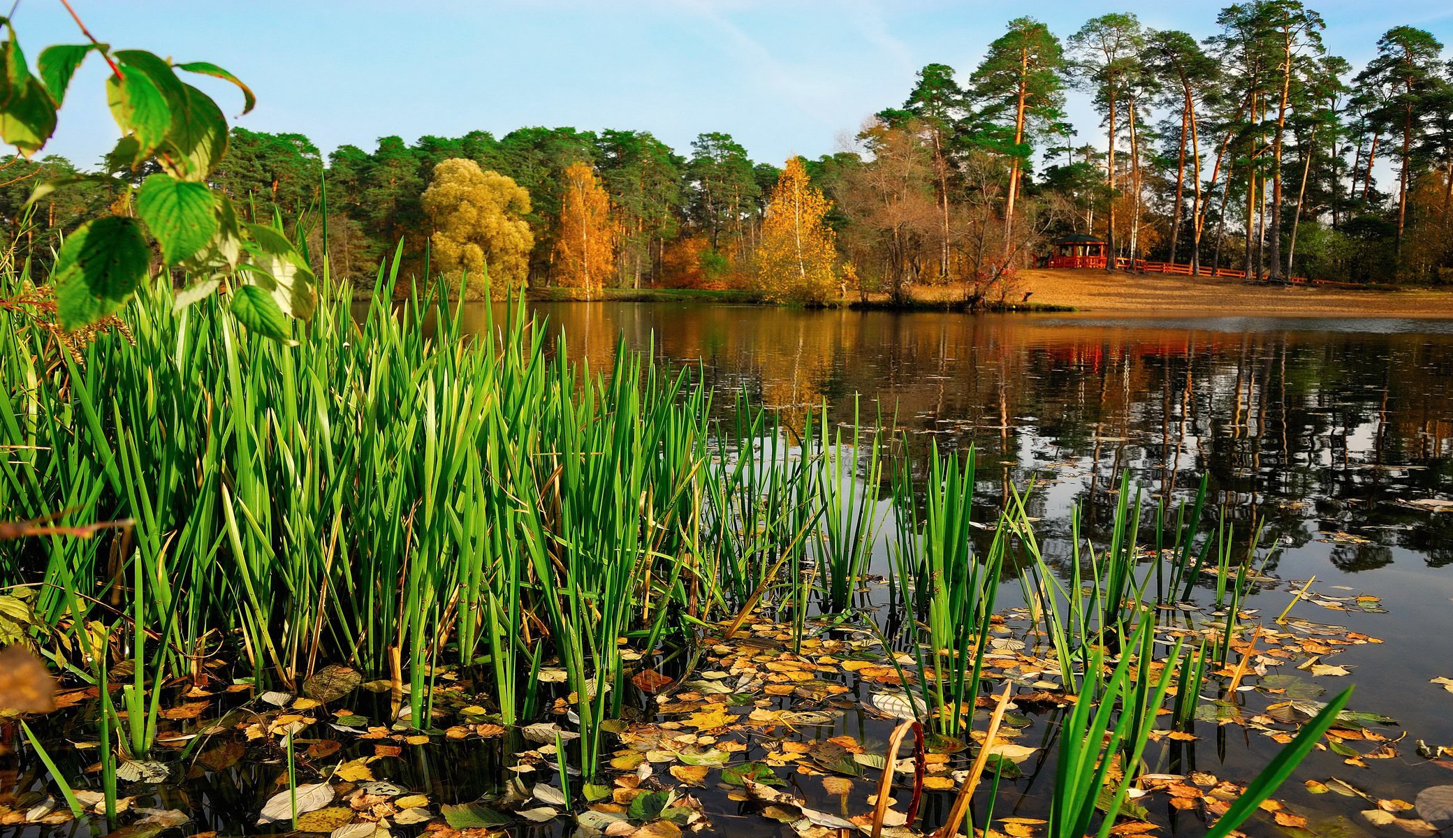 rosja rzeka park jesień przedmieścia natura zdjęcia