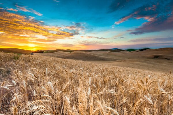 Campo de centeno en el fondo de la puesta de sol