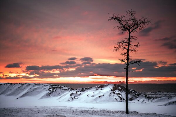 Arbre solitaire au coucher du soleil