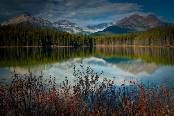 Reflejo del bosque y el cielo en el agua