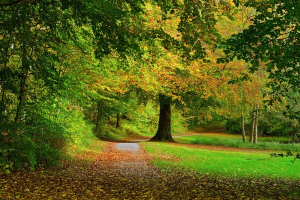 Bäume und Laub im Herbst