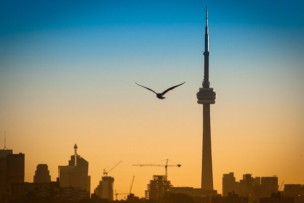 A bird on the background of an urban landscape