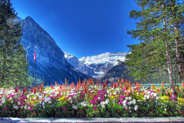 Fiori del Parco Nazionale del Canada