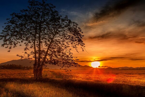 Albero con tre tronchi sullo sfondo del tramonto