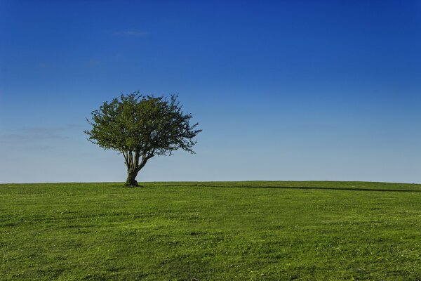 A tree standing alone in a field