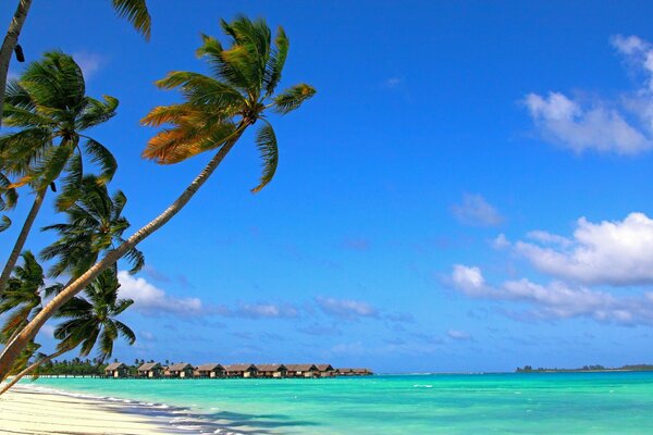 Plaża palmy wakacje nad oceanem