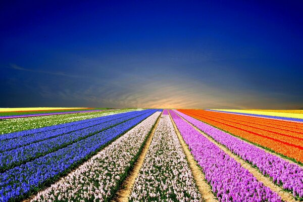 Regenbogenfeld mit Blumen bei Sonnenuntergang