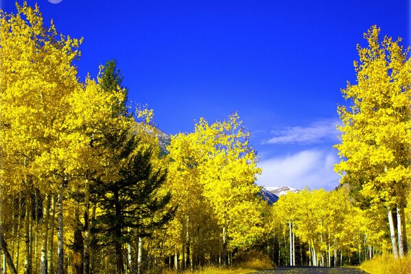 Strada attraverso il colore della foresta gioco di colore