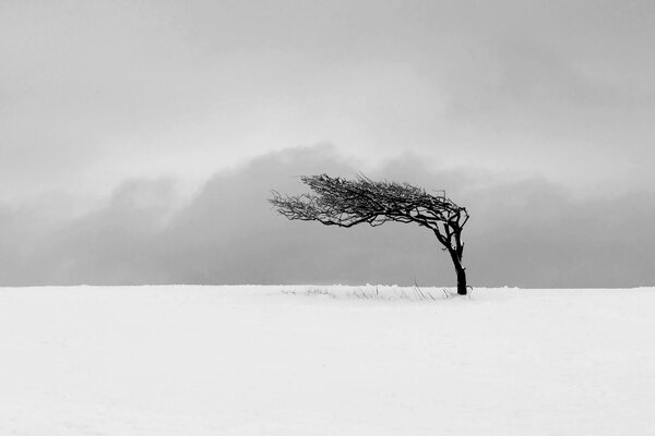 Beautiful landscape in winter in the field