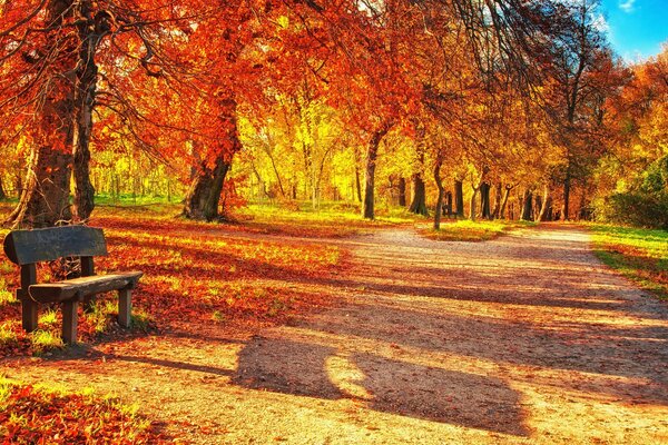 Autumn evening in the forest forest