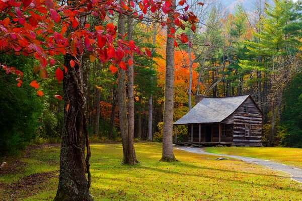 A house standing in the middle of an autumn forest