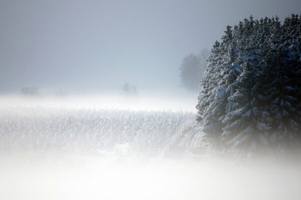 Beautiful winter landscape of the forest in the fog