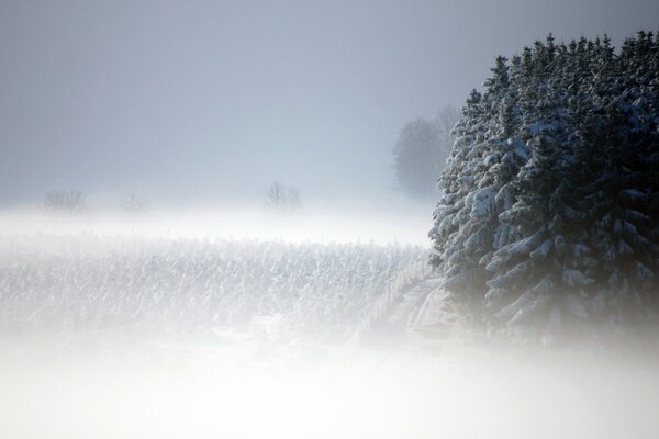 Beau paysage de forêt d hiver dans le brouillard