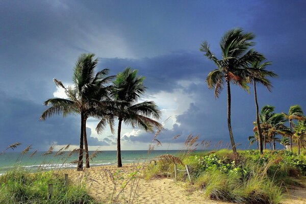 Palm trees on the ocean. Wind and clouds