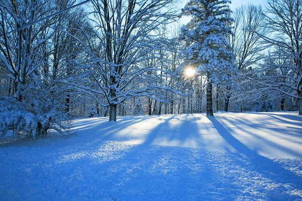 Beautiful frosty weather. There is a thick layer of snow on the trees. Winter sun