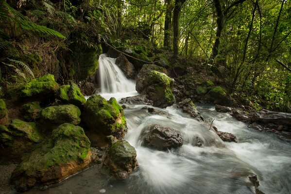 Piccola cascata nella foresta profonda