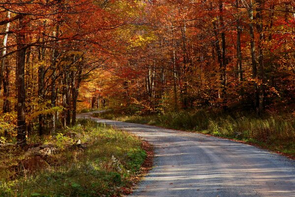 Autumn road going into the forest