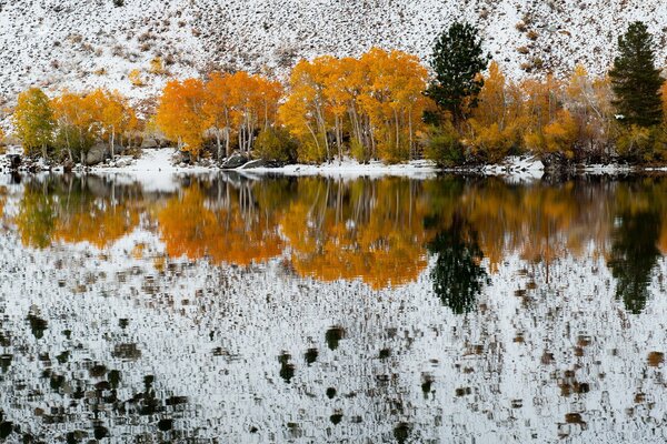 Kalifornischer Herbst. Gelber Wald