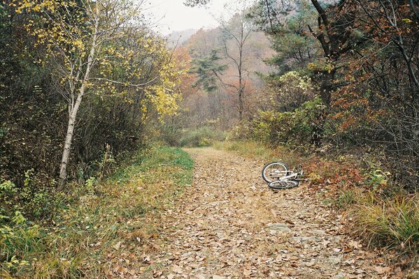 Bike on the path in the forest