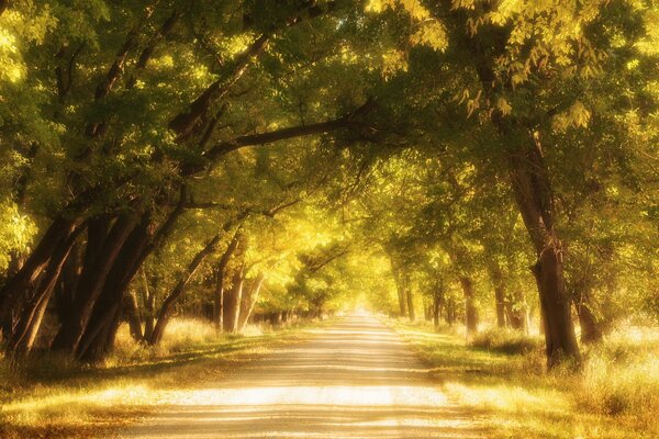 A sunny road with trees banked above it