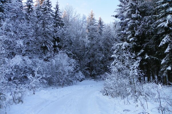 Winterstraße wendet sich in den Wald