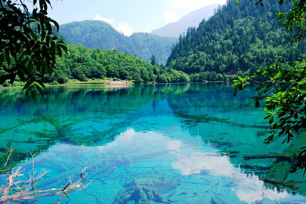 Bella natura con lago sullo sfondo della foresta e della natura