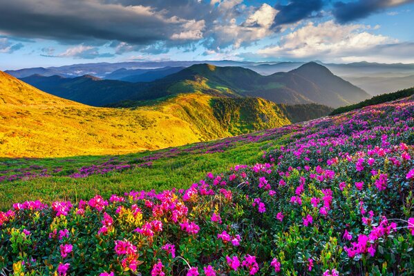 Spring meadow flowers in the mountains