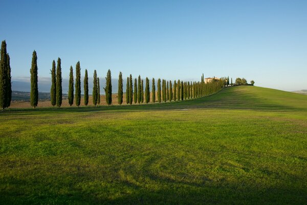 Campo verde. C è una fila di alberi ad alto fusto