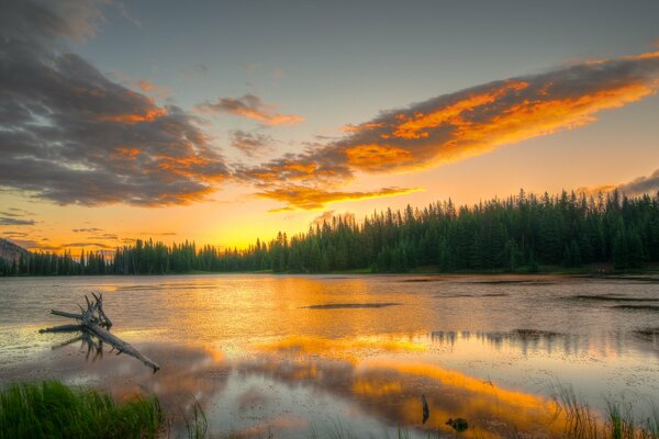 Riflesso del cielo sull acqua sullo sfondo della foresta