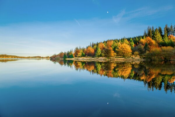 Park Narodowy Dartmoor. Hrabstwo Devon. Las