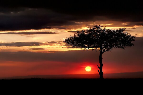 Red sunset over a tree