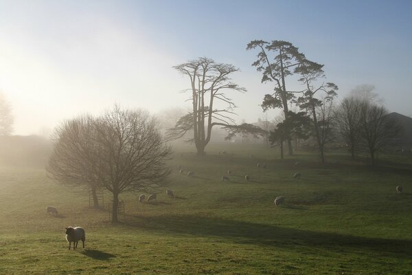 A foggy morning in a field where sheep are walking