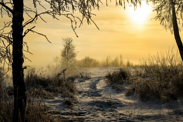 Paisaje de invierno por la mañana en el bosque