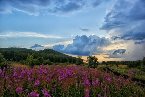 Paesaggi della natura. Nuvole celesti e campo