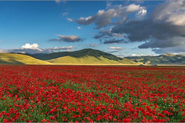 Campo de amapolas cerca de las montañas