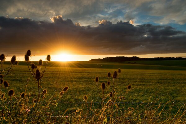 Le champ accompagne le coucher de soleil