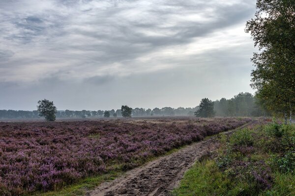 A road among lavender fields