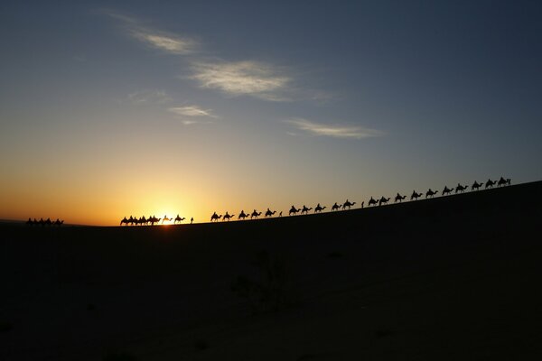 Караван верблюдов идет по пустыне на закате