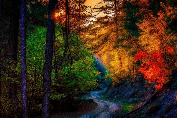 Sinuoso camino forestal. paisaje