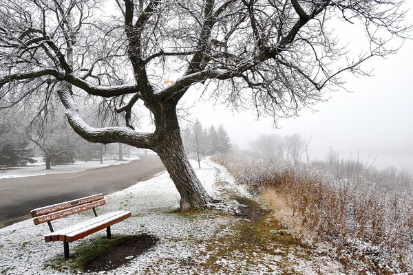 Parc d hiver dans le brouillard