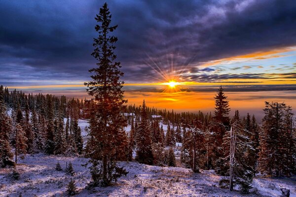 Puesta de sol en Noruega contra el bosque