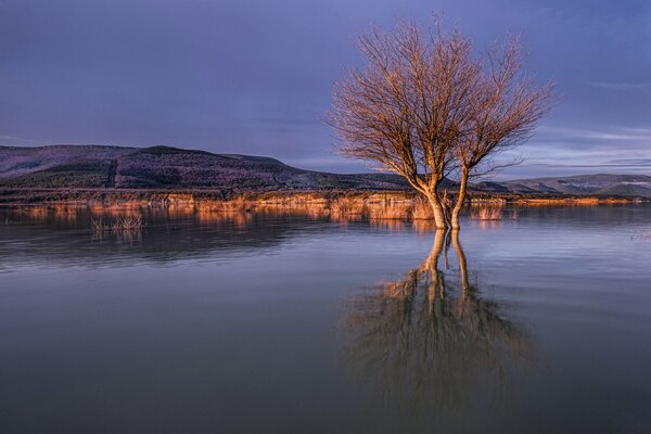 Reflet d un arbre dans l eau au coucher du soleil