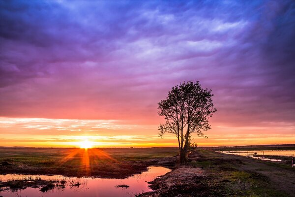 Árbol en el campo al amanecer