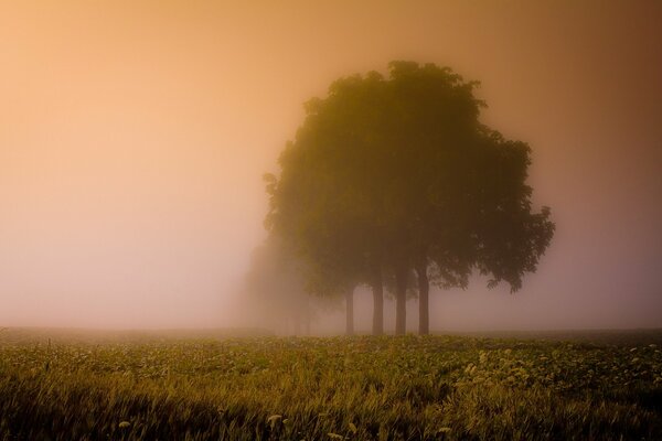 I contorni sfocati dalla nebbia degli alberi nel campo