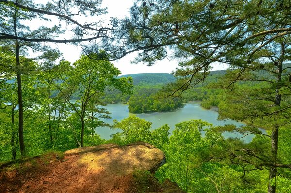 Paisaje de bosque de verano en Arkansas