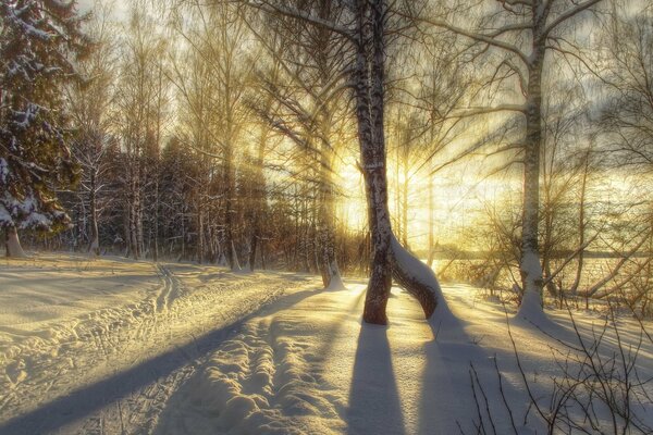 Forêt d hiver. Nature glaciale