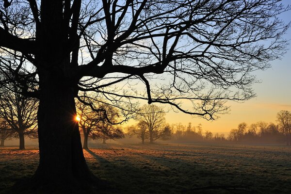 Sunset against the silhouette of an oak tree