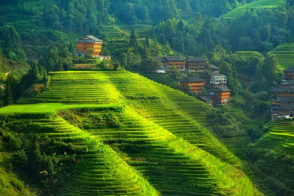 Tea plantations . Green Hills