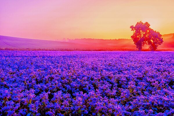 Mar de lavanda en el fondo del sol Poniente